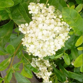 Clusters of white flowers on pyracantha